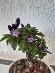 20201004_150614.jpg