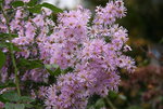 Herbstaster  0719.JPG