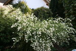 Herbstaster  0619.JPG