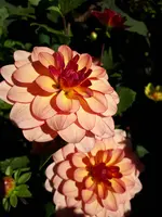 20201004_112902.webp