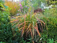 DSCF4185 (2).JPG