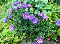 DSCF4188 (2).webp