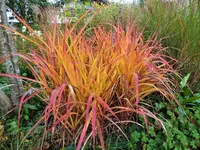DSCF4184 (2).webp