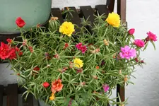 Terasse    2620.webp