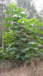 20200923_130647.webp
