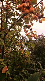 DSC_1395 (2).webp