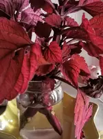 IMG_20201008_122026.webp