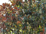 IMG_20200930_180636_1Magno3.jpg