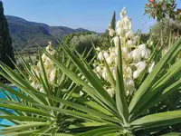 IMG_20200923_094637Yucca1.webp