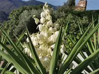 IMG_20200923_094657Yucca2.webp