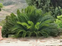 IMG_20201007_171316Cyca1.webp