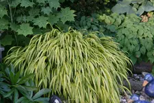 Gräser0117.webp
