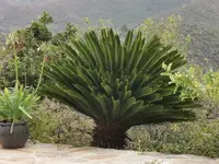 IMG_20201007_171249Cyca3.webp