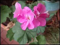 c007.webp