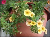 c009.webp