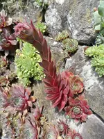 SAM_1827.webp