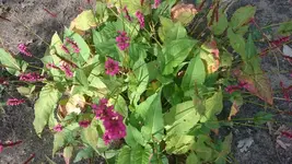 DSC_1035 (4).webp