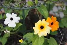 DSC09417.webp
