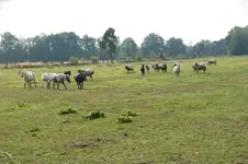DSC09422.webp