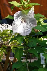 DSC09391.webp