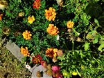 IMG_20200823_150323.jpg