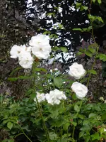 P1010836.webp