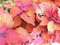 DSCI0858 (1).webp