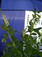 01_08_2020 (53).webp