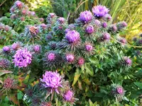 DSCF4196 (2).webp