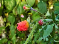 DSCF4206 (2).webp