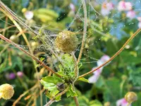 DSCF4214 (2).webp