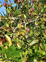IMG_20200917_155219.jpg