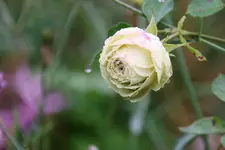 Okt.  0820.webp