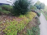 IMG_20201011_182025.jpg