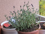 Lavendel.JPG