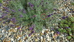 20201013_133020Hummel.jpg