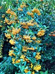 IMG_20201011_145444_3.jpg