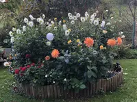 2020-10-11 Dahliebeet1.webp