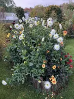 2020-10-11 Dahliebeet2.webp