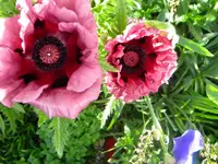DSCN8133.webp