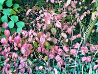 IMG_20201011_152303_1.webp