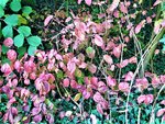 IMG_20201011_152303_1.jpg