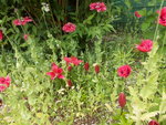 Mohn-Lilie.JPG