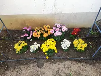 Original.webp