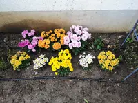 Abgefressen.webp