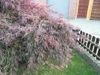 IMG_20201016_181305.webp IMG_20201016_181305.webp