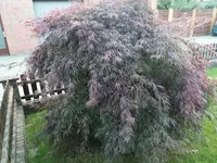 IMG_20201016_181240.webp IMG_20201016_181240.webp