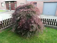 IMG_20201016_181230.webp IMG_20201016_181230.webp