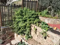 IMG_20201017_130902PalliBeet5.webp