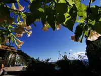 IMG_20201017_114115Brugmansia3.webp